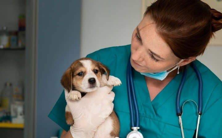 base datos veterinaria