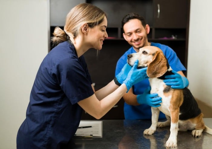 bbdd veterinario